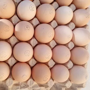 Инкубационное яйцо 